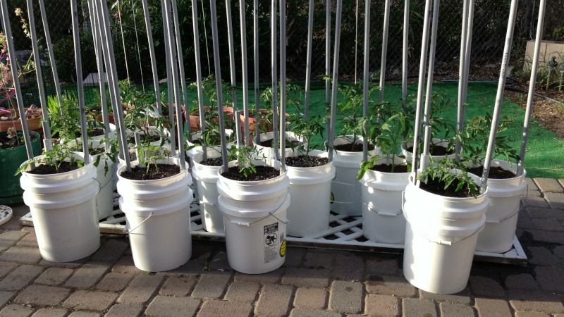 Self Watering Vegetable Buckets W Plant Urban Garden Solution